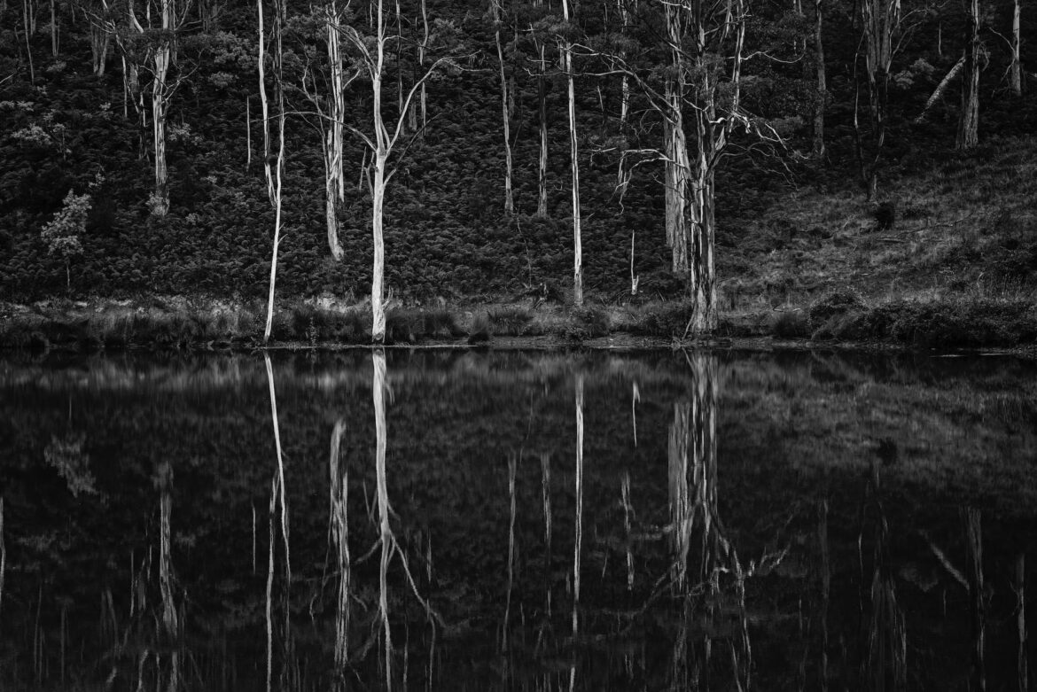 grayscale photo of trees and body of water