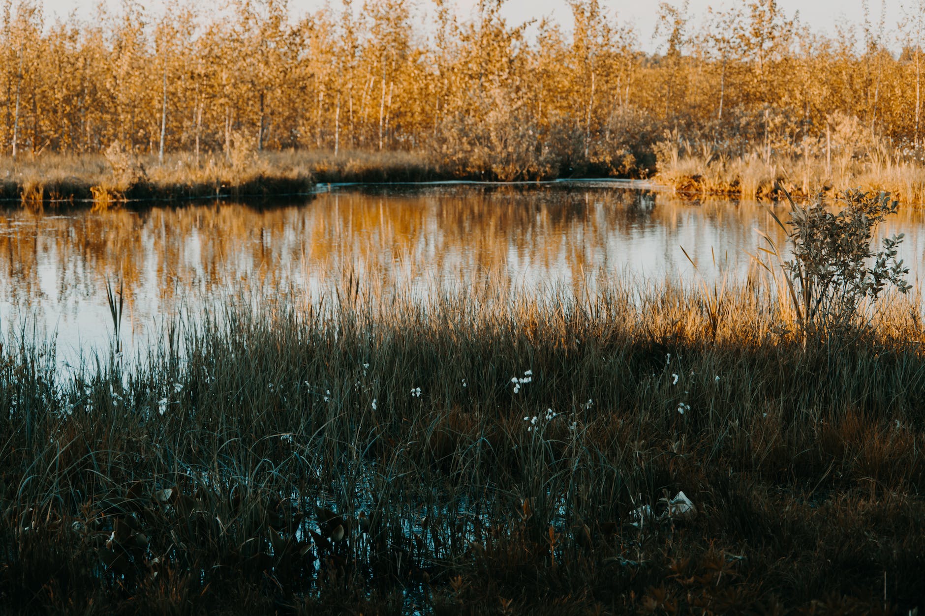 green leafed plant beside lake